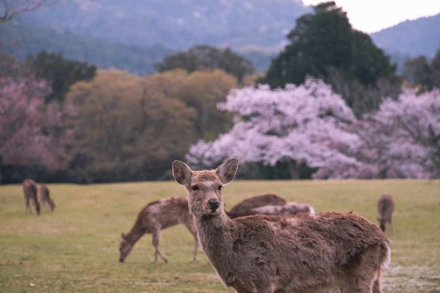 Nara